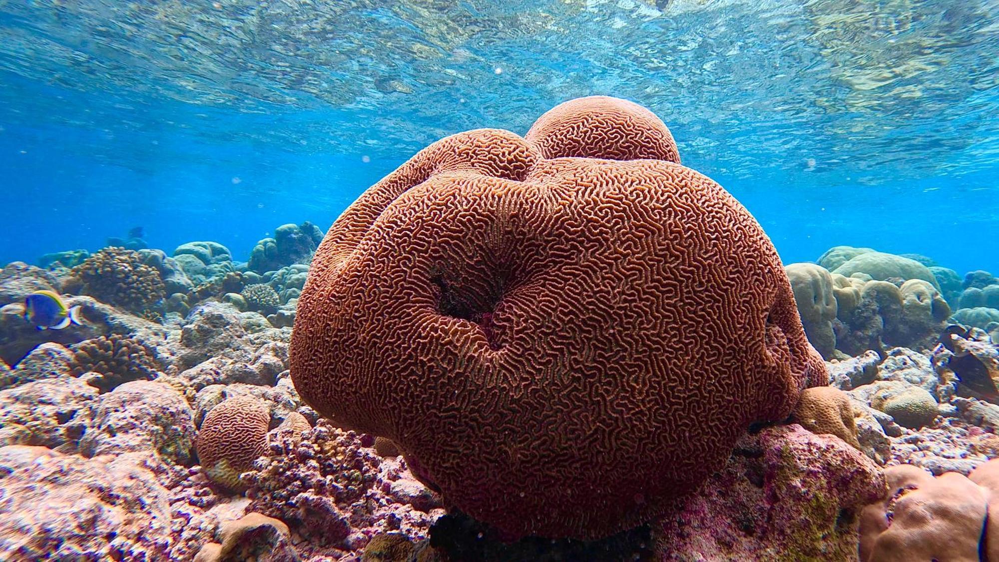 Konut By Thakuru Hotel Guraidhoo  Kültér fotó