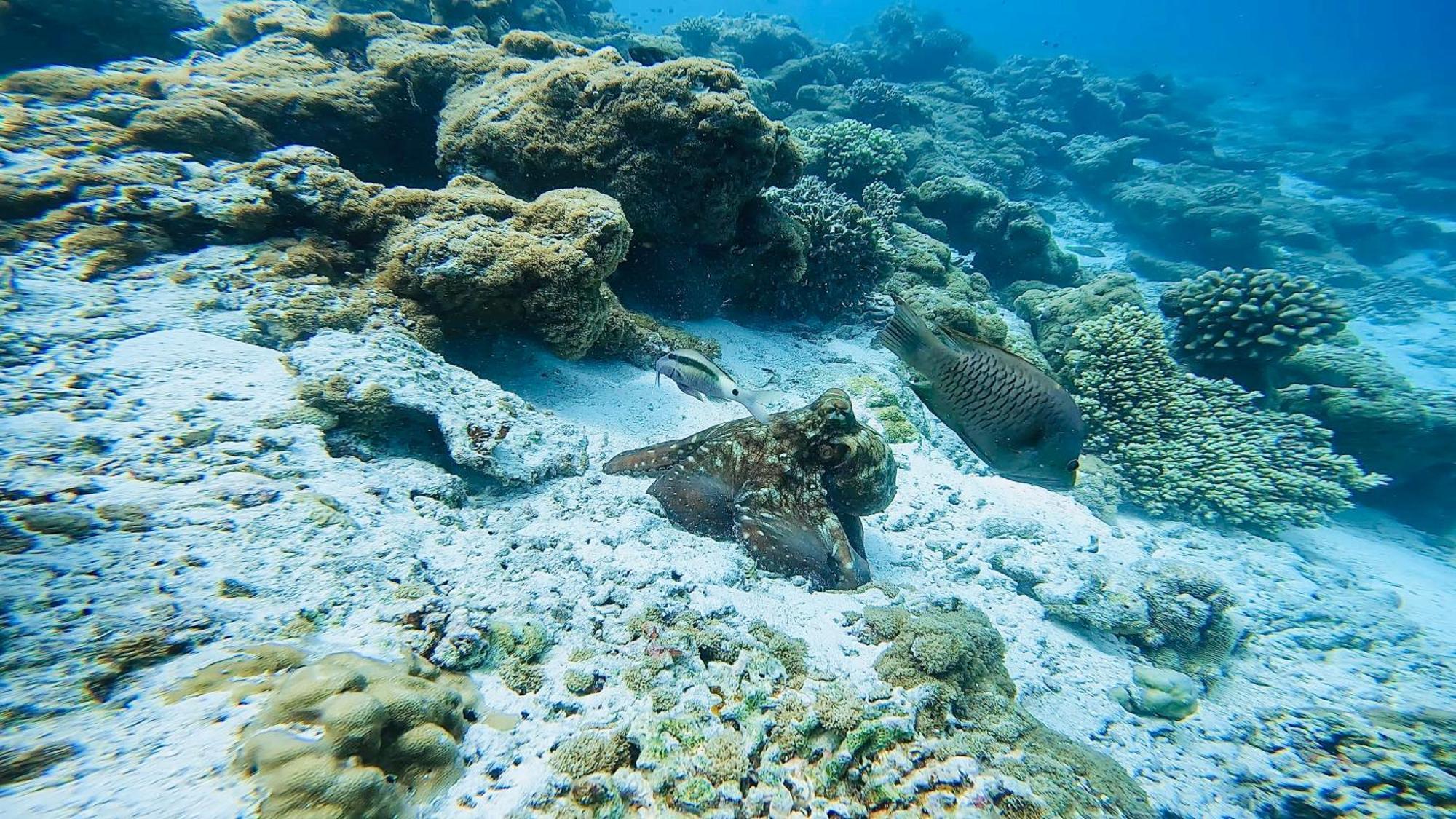 Konut By Thakuru Hotel Guraidhoo  Kültér fotó