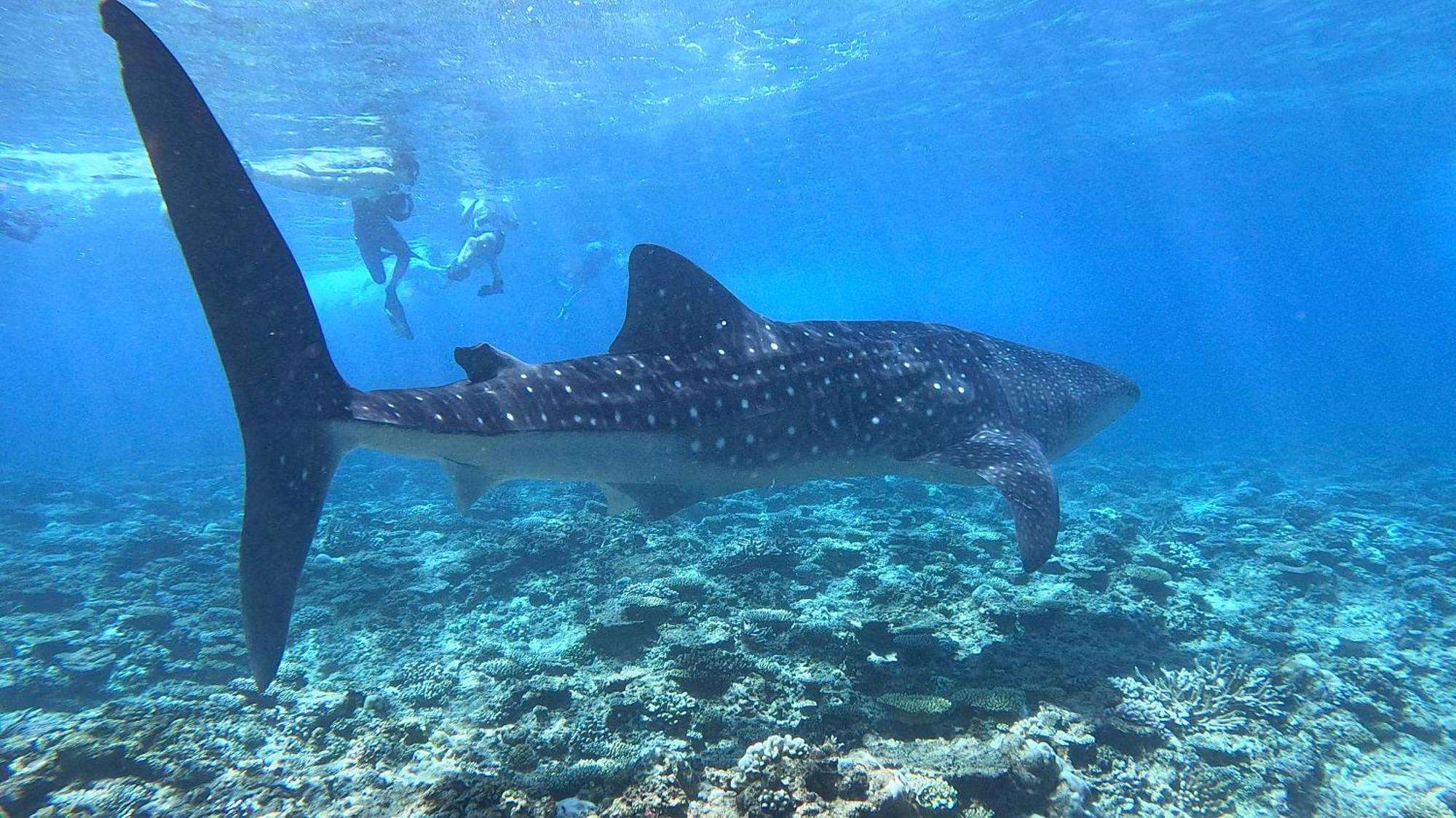 Konut By Thakuru Hotel Guraidhoo  Kültér fotó